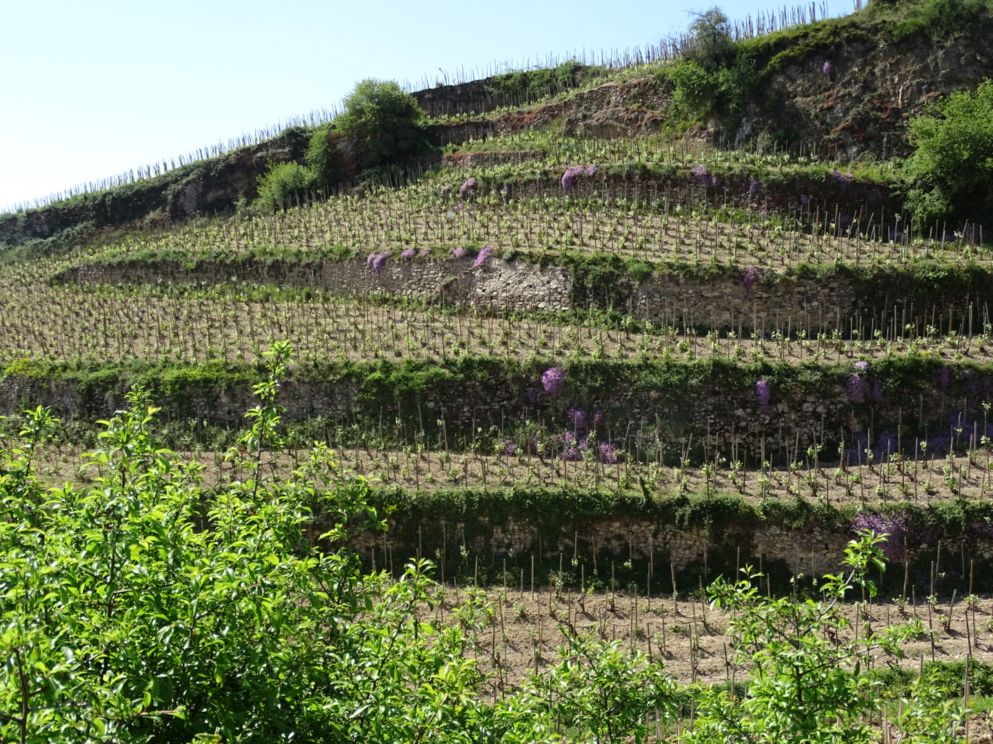 Vinterrasse på Hermitage